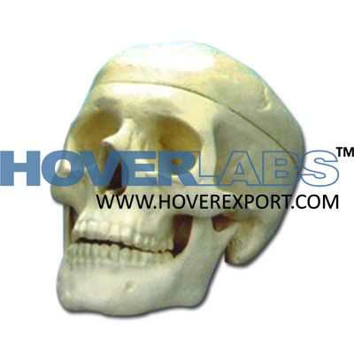 Human Skull Model - 2 Parts